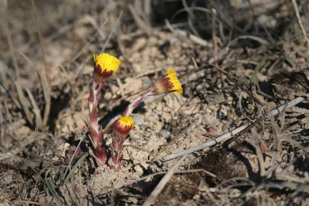 Tussilago vokser i vårfeltet